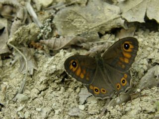 Esmerboncuk (Lasiommata maera)
