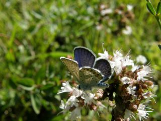 das Mavisi, Esmergz (Plebejus idas)