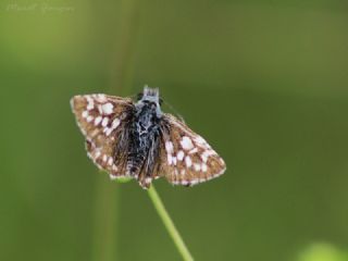 Ebegmeci Zpzp (Pyrgus malvae)