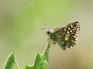 Ebegmeci Zpzp (Pyrgus malvae)