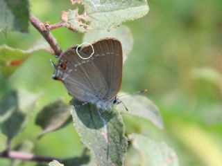 Minik Sevbeni (Satyrium acaciae)