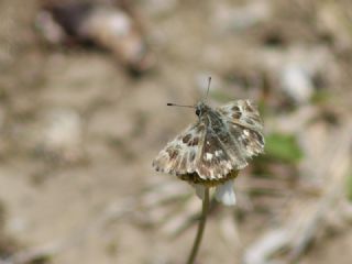 ark Zpzp (Carcharodus orientalis)