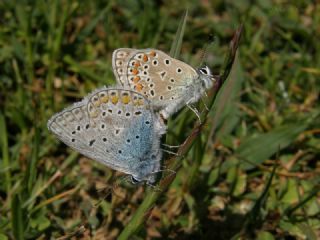 okgzl Mavi (Polyommatus icarus)