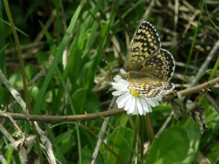 parhan (Melitaea cinxia)