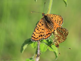 Benekli parhan (Melitaea didyma)