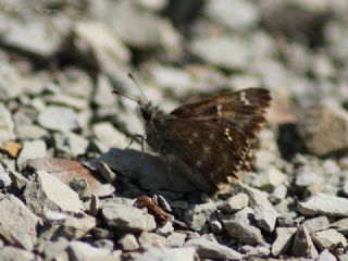 Hatmi Zpzp (Carcharodus alceae)