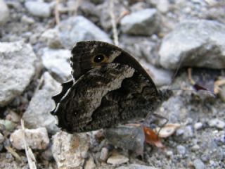 Byk Karamelek (Hipparchia syriaca)