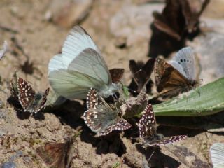 Yalanc Beyazmelek (Pieris pseudorapae)