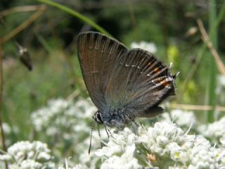 Byk Sevbeni (Satyrium ilicis)