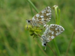 Kzl Zpzp (Spialia orbifer)