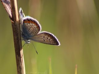 G�m�� Lekeli Esmerg�z&nbsp;(Plebejus&nbsp;argus)