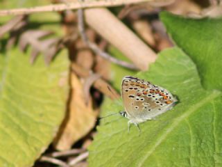 okgzl Balkan Mavisi (Aricia anteros )