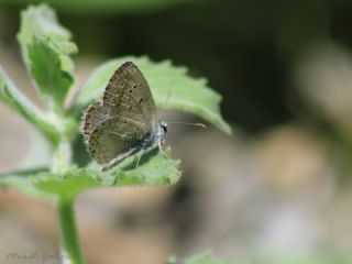 okgzl Balkan Mavisi (Aricia anteros )