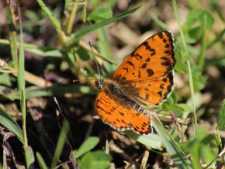 Benekli parhan (Melitaea didyma)