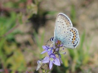 Gm Lekeli Esmergz (Plebejus argus)