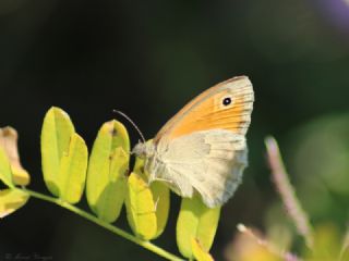 Kk Zpzp Perisi (Coenonympha pamphilus)