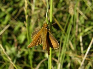 Sar Lekeli Zpzp (Thymelicus acteon)