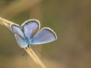 Gm Lekeli Esmergz (Plebejus argus)