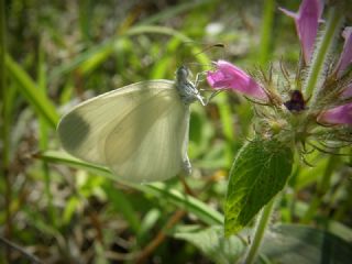 Narin Orman Beyaz (Leptidea sinapis)