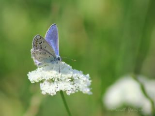 okgzl Meneke Mavisi (Polyommatus thersites)