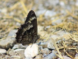 Byk Karamelek (Hipparchia syriaca)