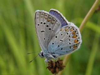 okgzl Mavi (Polyommatus icarus)
