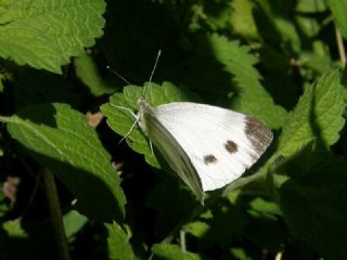 YURTDISI, Yeildamarl Beyaz  (Pieris napi)