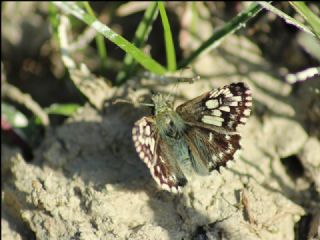 Ebegmeci Zpzp (Pyrgus malvae)