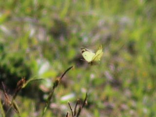 Gzel Azamet (Colias alfacariensis)