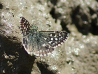 Ebegmeci Zpzp (Pyrgus malvae)