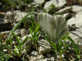 Narin Orman Beyaz (Leptidea sinapis)