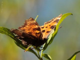 Karaaa Nimfalisi (Inachis polychloros)