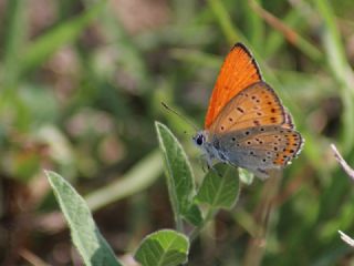 Kk Ate Gzeli (Lycaena thersamon)