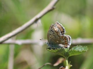 okgzl Gk Mavisi (Polyommatus bellargus)