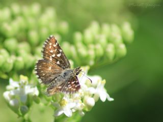 Ebegmeci Zpzp (Pyrgus malvae)