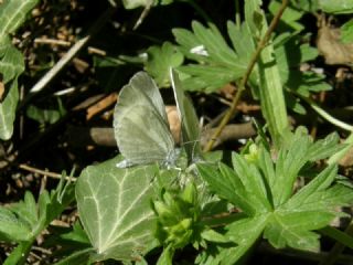 Narin Orman Beyaz (Leptidea sinapis)