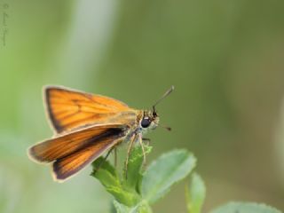 Sar Antenli Zpzp (Thymelicus sylvestris)