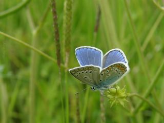 okgzl Mavi (Polyommatus icarus)