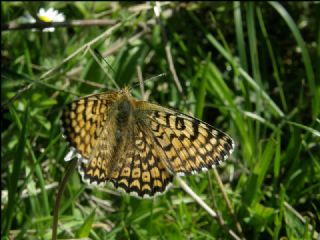 parhan (Melitaea cinxia)