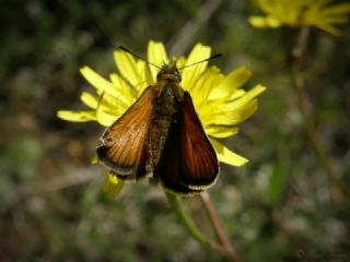 Sar Antenli Zpzp (Thymelicus sylvestris)