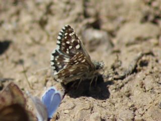 Ebegmeci Zpzp (Pyrgus malvae)