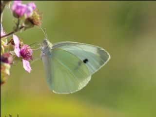 Kk Beyazmelek (Pieris rapae)