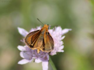 Sar Lekeli Zpzp (Thymelicus acteon)