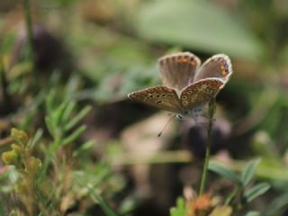 okgzl Esmer (Aricia agestis)