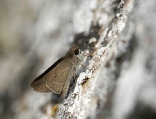 Cce Zpzp (Gegenes pumilio)