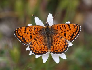 Trkistan parhan (Melitaea arduinna)
