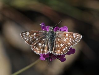 Tr almalar ([unknown genus] n/a)