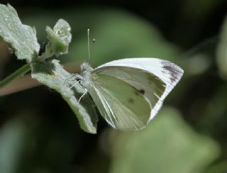 Kk Beyazmelek (Pieris rapae)