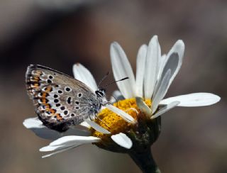 Tr almalar ([unknown genus] n/a)