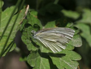 Tr almalar ([unknown genus] n/a)